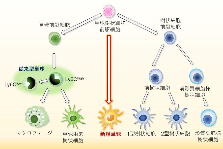 ニューダイレクション薬学生化学 Amazon.co.jp: ニューダイレクション薬学生化学 : 北川裕之